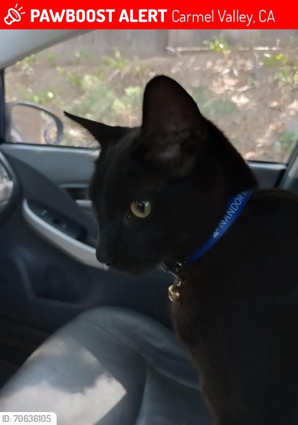 Lost Male Cat last seen Esquiline and Los ositos , Carmel Valley, CA 93924