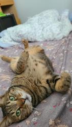 Lost Male Cat last seen Kinlock Road , Stratford, PE C1B