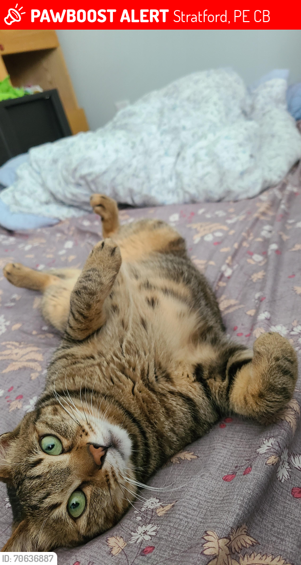 Lost Male Cat last seen Kinlock Road , Stratford, PE C1B