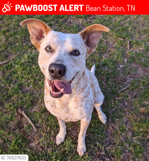 Lost Female Dog last seen Helton Road and Lakeshore, Bean Station, TN 37708