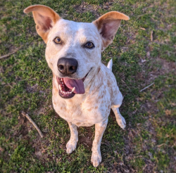 Lost Female Dog last seen Helton Road and Lakeshore, Bean Station, TN 37708