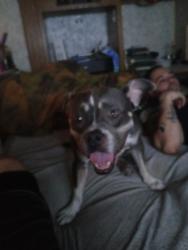 Reunited Female Dog last seen Near Las Vegas Blvd N, North Las Vegas, NV 89030, USA, North Las Vegas, NV 89030