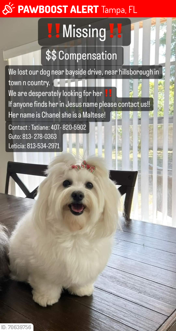 Tampa, FL Lost Female Dog, Chanel Is Missing | PawBoost