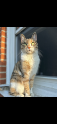 Lost Female Cat last seen Timken ave, Theut st, Warren, MI 48089