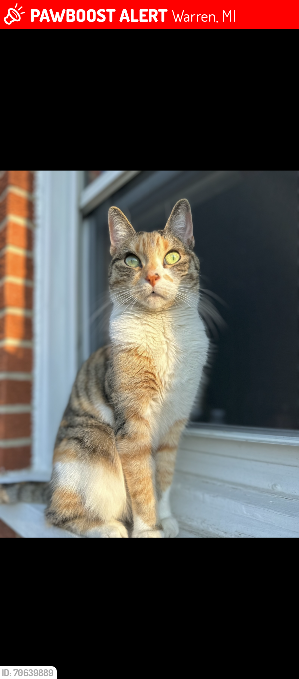 Lost Female Cat last seen Timken ave, Theut st, Warren, MI 48089