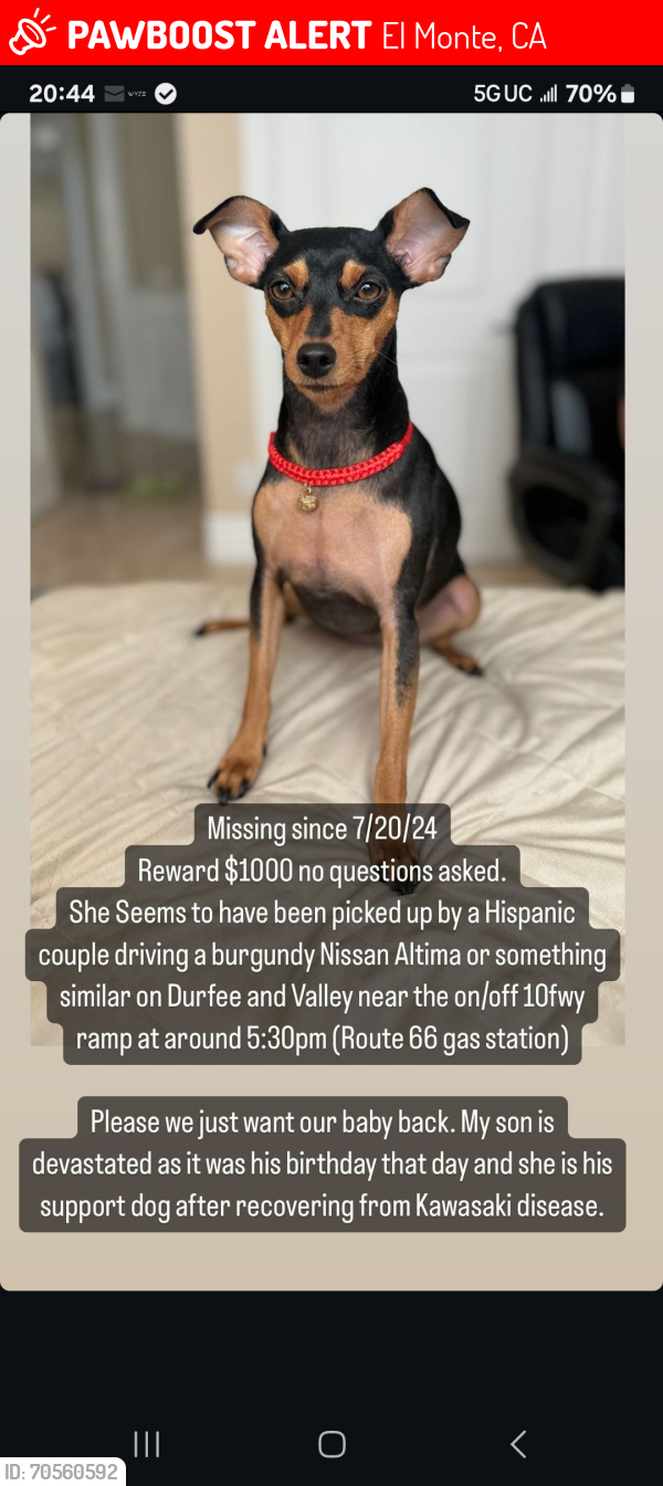 Lost Female Dog last seen Durfee ave & Garvey Ave, El Monte, CA 91732