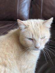 Lost Male Cat last seen Newton Dr, Whites Chapel, AL 35901