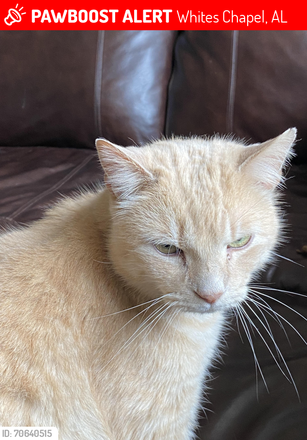 Lost Male Cat last seen Newton Dr, Whites Chapel, AL 35901