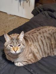 Lost Female Cat last seen Matthews mill rd, Telford, TN 37690