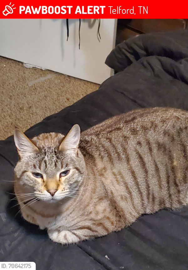Lost Female Cat last seen Matthews mill rd, Telford, TN 37690