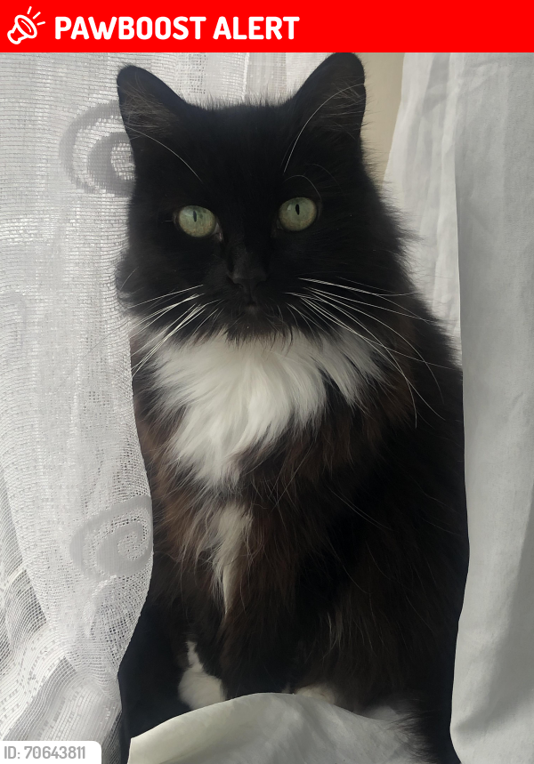 Lost Female Cat last seen North Wembley Station, Greater London, England HA0 3PD