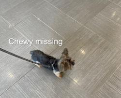 Lost Male Dog last seen Sand Dr@US 1, Jupiter, FL 33458