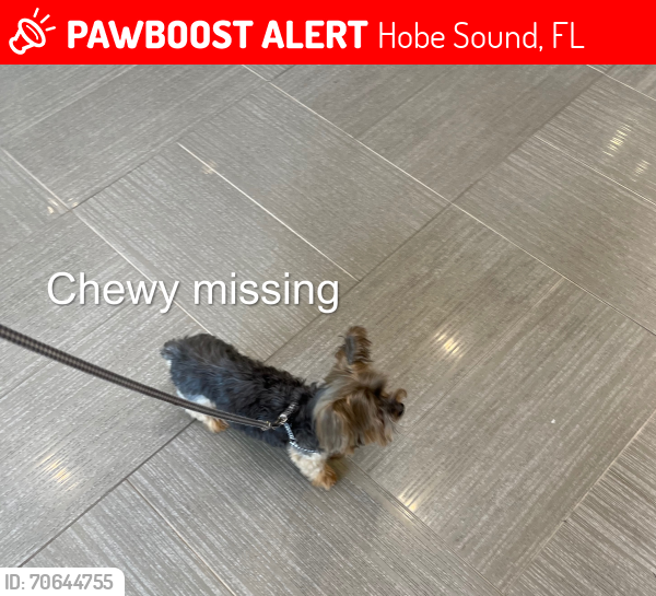 Lost Male Dog last seen Sand Dr@US 1, Jupiter, FL 33458