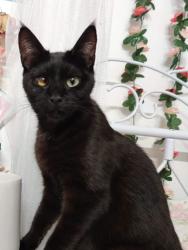 Lost Female Cat last seen Story Rd and White Rd, San Jose, CA 95127