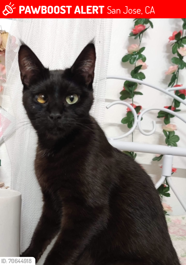 Lost Female Cat last seen Story Rd and White Rd, San Jose, CA 95127