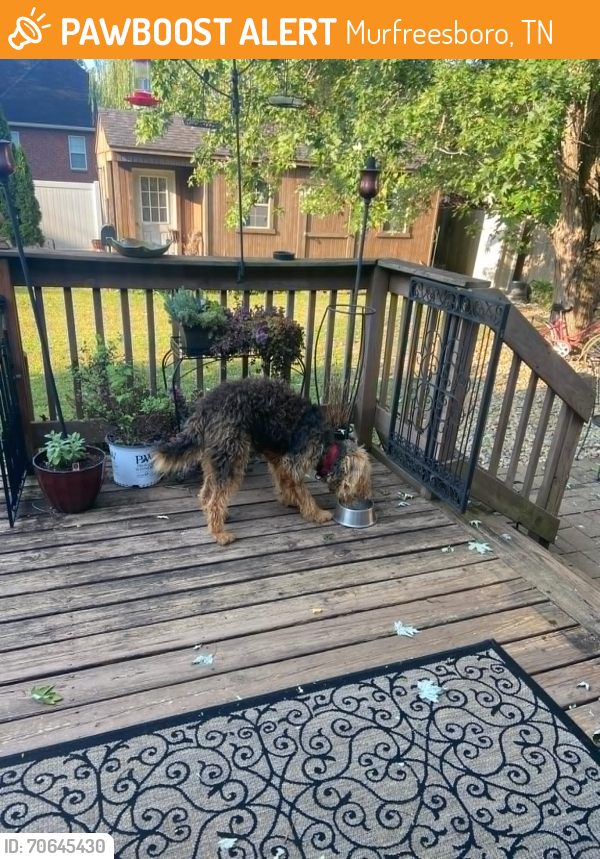 Found/Stray Female Dog last seen Zion Baptist Church, Murfreesboro, TN 37129