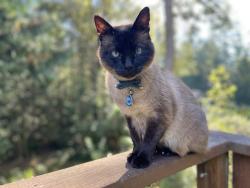 Lost Male Cat last seen Cramer rd, Glen cove ests , Key Center, WA 98329