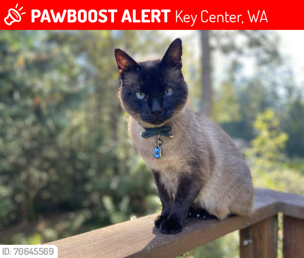 Lost Male Cat last seen Cramer rd, Glen cove ests , Key Center, WA 98329