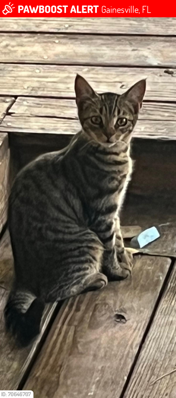Lost Female Cat last seen Sonic, Gainesville, FL 32605