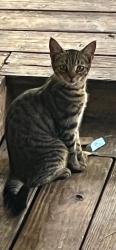 Lost Female Cat last seen Sonic, Gainesville, FL 32605