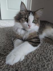 Lost Female Cat last seen Farmland in back of Martin Farms Avenue NE, Otsego MM in the Martin Farms neighborhood E., Otsego, MN 55330