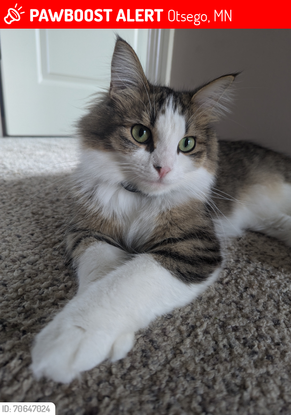 Lost Female Cat last seen Farmland in back of Martin Farms Avenue NE, Otsego MM in the Martin Farms neighborhood E., Otsego, MN 55330