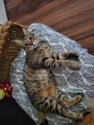 Lost Male Cat last seen Shelley Court and Jamestown, Stockton, CA 95207