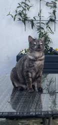 Lost Male Cat last seen Summerhill Avenue, Cloghan Park, Cloghan Crescent & Rosepark, Stormont area , Belfast, Northern Ireland 