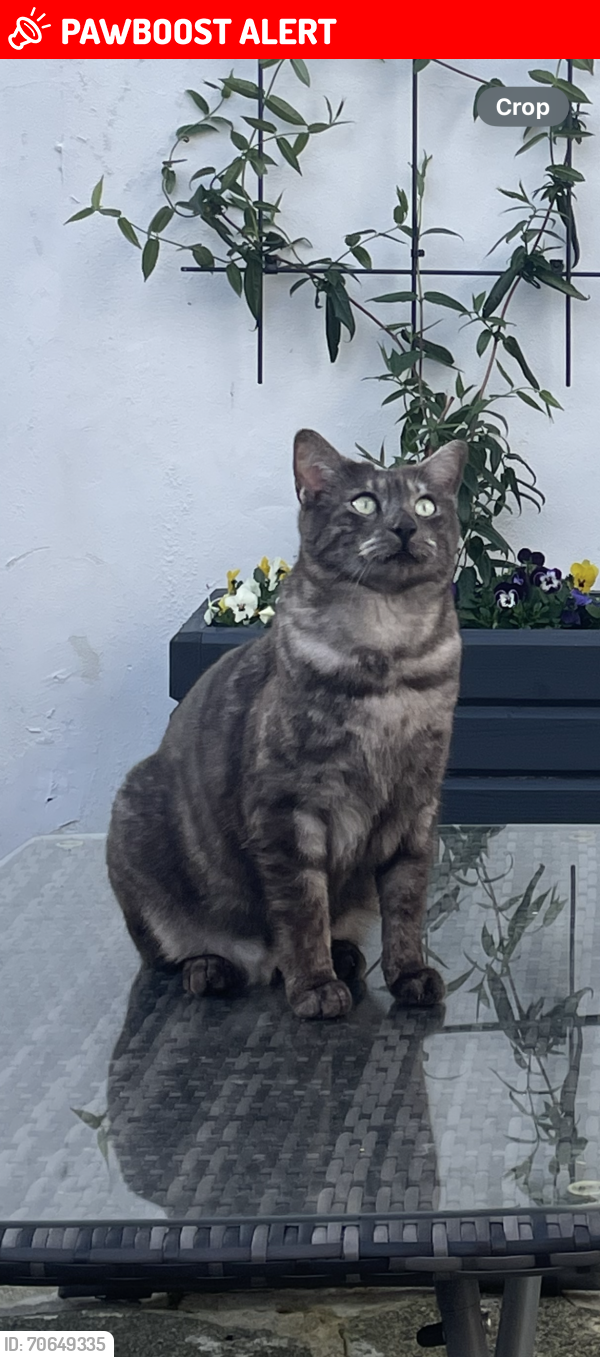 Lost Male Cat last seen Summerhill Avenue, Cloghan Park, Cloghan Crescent & Rosepark, Stormont area , Belfast, Northern Ireland 