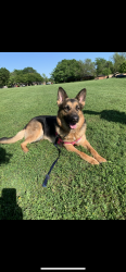 Lost Female Dog last seen Sherry St or Parkrow , Arlington, TX 76010