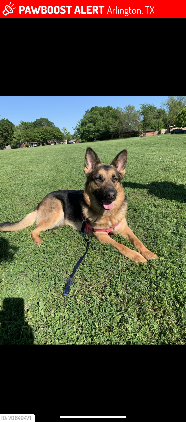 Lost Female Dog last seen Sherry St or Parkrow , Arlington, TX 76010