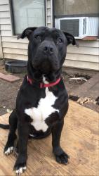 Lost Male Dog last seen Sherry St , New York Dr , Parkrow , Arlington, TX 76010