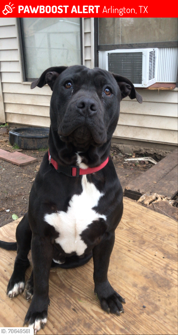Lost Male Dog last seen Sherry St , New York Dr , Parkrow , Arlington, TX 76010