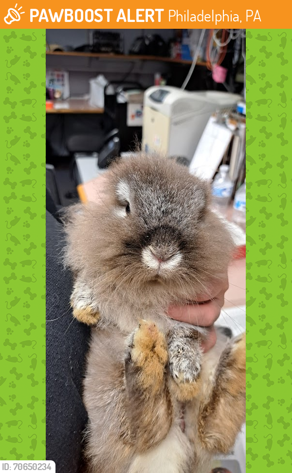 Philadelphia, PA Stray Male Rabbit Found Near Found on the platform of ...