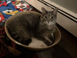 Lost Male Cat last seen Franklin Road in Jay between the intersections of Lomie Rivers Road and Macomber Hill Road, Jay, ME 04239