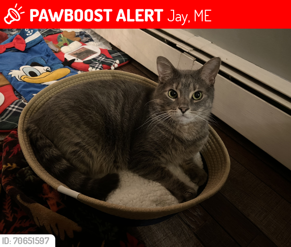 Lost Male Cat last seen Franklin Road in Jay between the intersections of Lomie Rivers Road and Macomber Hill Road, Jay, ME 04239