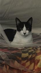Reunited Female Cat last seen Near siemon ave, Garden Grove, CA 92843