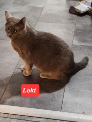 Lost Male Cat last seen Oak grove circle,foster drive, McDonough, GA 30253