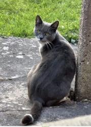 Lost Female Cat last seen Glebe Farm/Kitts Green/Stechford, West Midlands, England B33 9LS