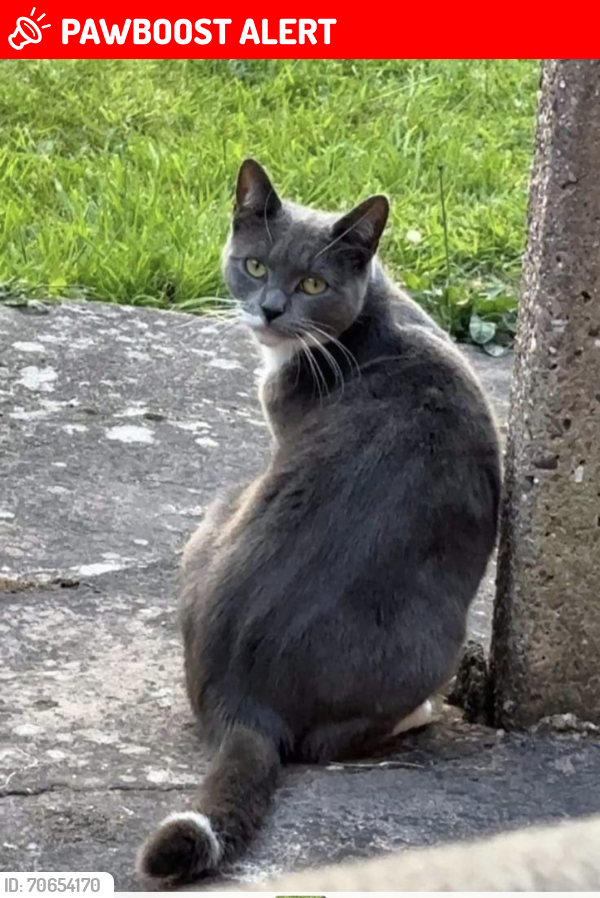 Lost Female Cat last seen Glebe Farm/Kitts Green/Stechford, West Midlands, England B33 9LS