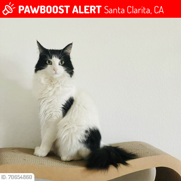 Lost Female Cat last seen El Paseo Dr, Santa Clarita, CA 91355