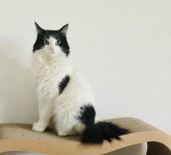 Lost Female Cat last seen El Paseo Dr, Santa Clarita, CA 91355