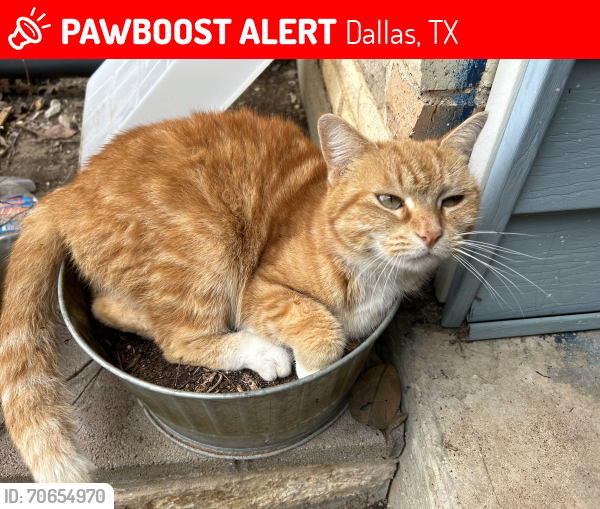 Lost Female Cat last seen Singing Hills, Dallas, TX 75241