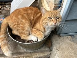 Lost Female Cat last seen Singing Hills, Dallas, TX 75241