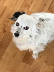 Lost Female Dog last seen Alexander & Walnut, Sunrise Manor, NV 89115