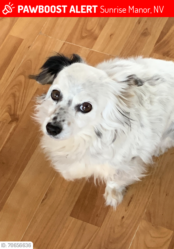 Lost Female Dog last seen Alexander & Walnut, Sunrise Manor, NV 89115