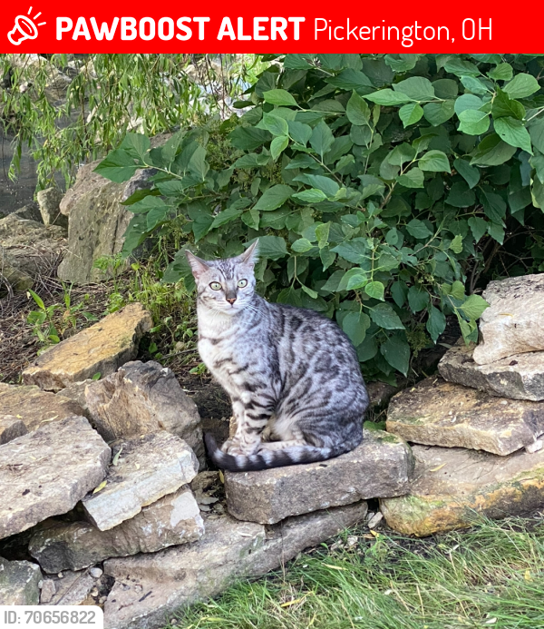Lost Male Cat last seen Sunladen Court , Pickerington, OH 43068