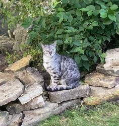 Lost Male Cat last seen Sunladen Court , Pickerington, OH 43068