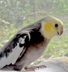Lost Male Bird last seen Near x Cuyler North Berwyn, IL, Berwyn, IL 60402