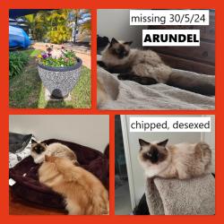 Lost Female Cat last seen Oxford Place Arundel Qld Gold Coast, Arundel, QLD 4214